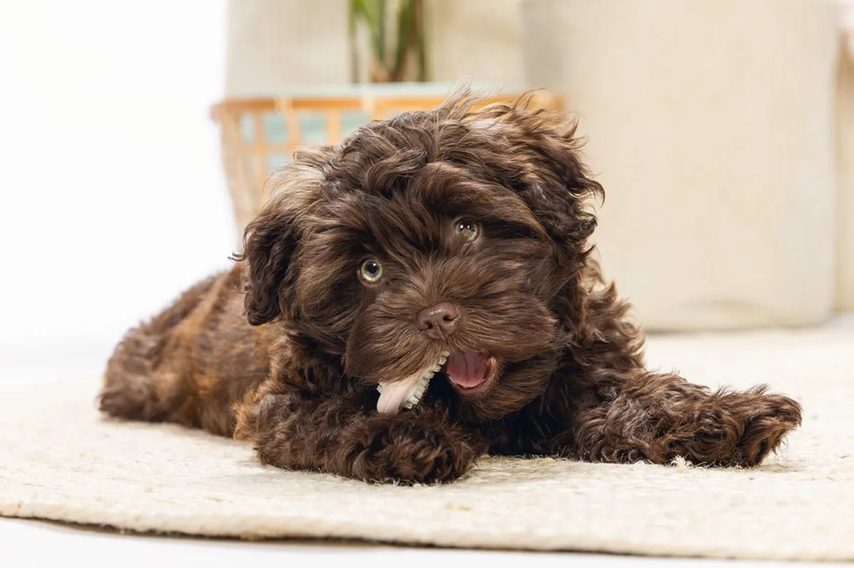 Beeztees Puppy Dental Bot Kauwspeelgoed - Roze