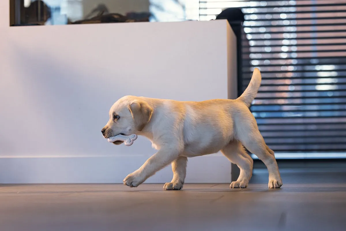 Beeztees Puppy Dental Bot Kauwspeelgoed - Roze