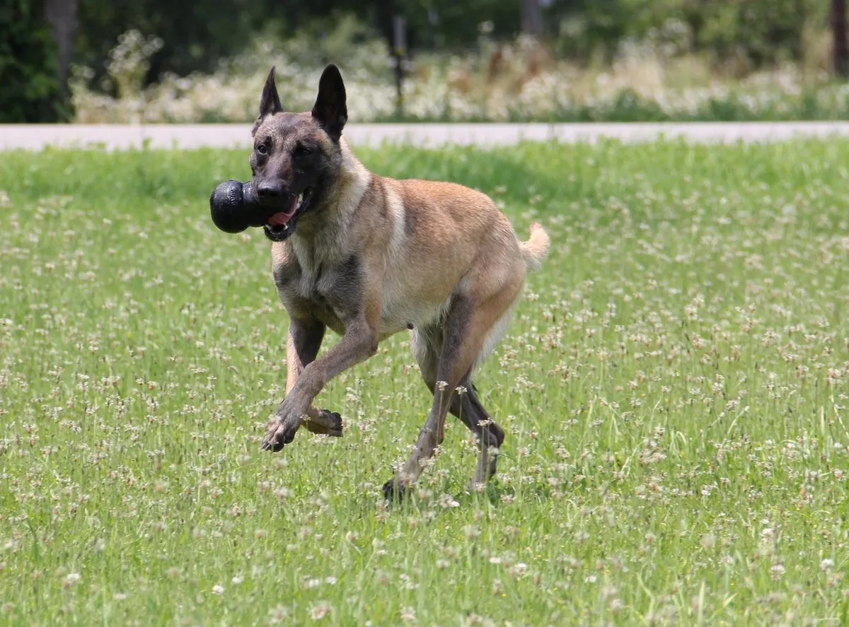 KONG Extreme Honden Speelgoed XXL - Zwart