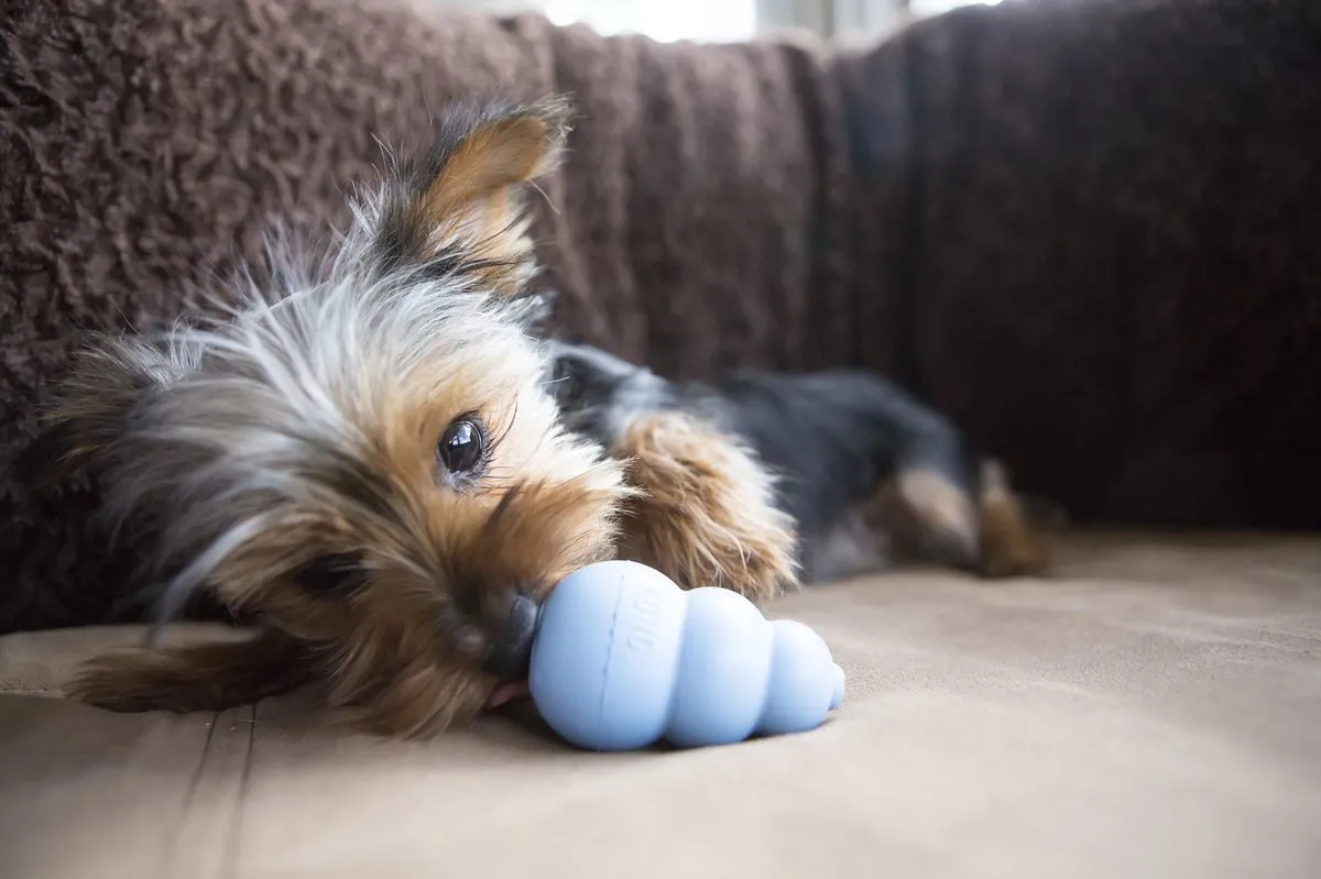 KONG Puppy Speelgoed - Roze/Blauw - 10cm