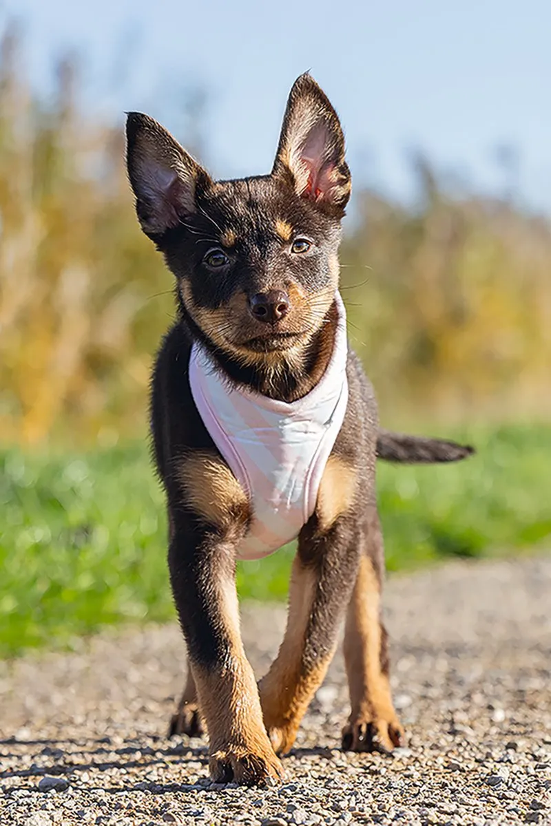 Beeztees Puppy Filana Hondentuig - Roze L