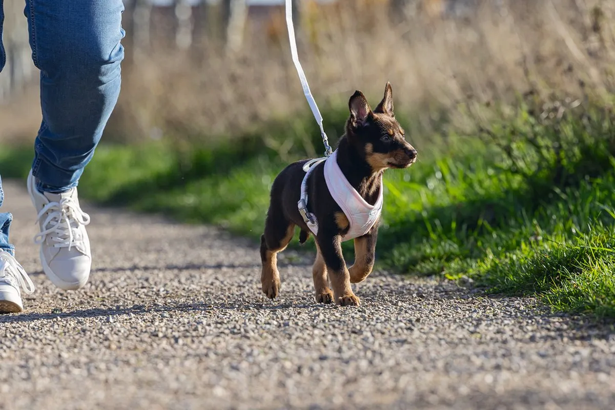 Beeztees Puppy Filana Hondentuig - Roze L