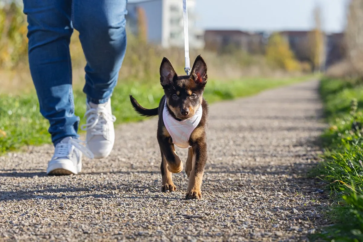 Beeztees Puppy Filana Hondentuig - Roze L