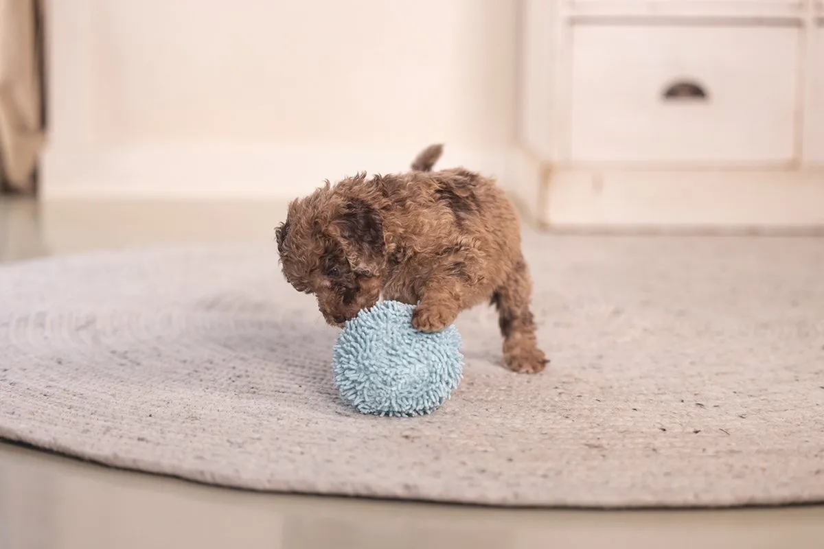 Beeztees Puppy Bal Lily Hondenspeelgoed - Blauw Ø14cm