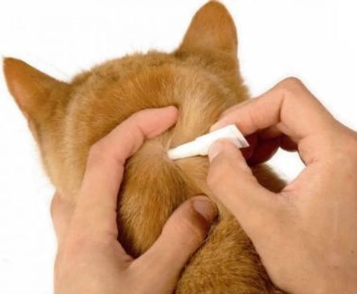 Frontline Spot On Kat - Anti vlooien en tekenmiddel - 6 pip