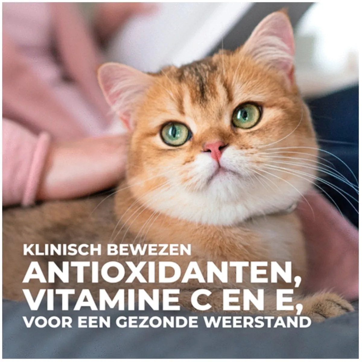 Hill's Feline Adult Kip Kattenvoer 3kg