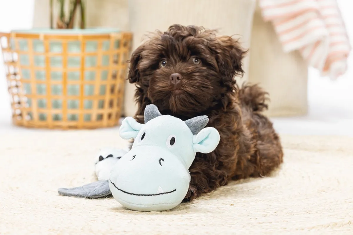 Beeztees Puppy Flatino Draak Yi Pluche Hondenspeelgoed - Groen 70x16x10cm