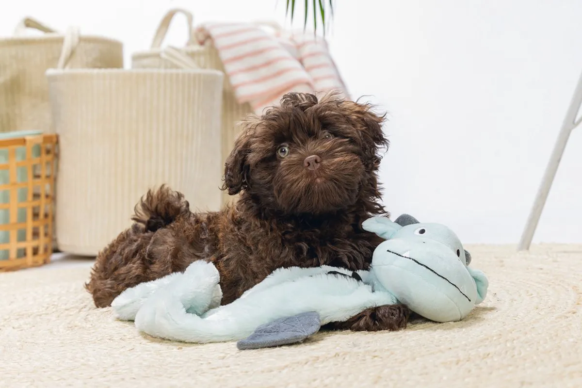 Beeztees Puppy Flatino Draak Yi Pluche Hondenspeelgoed - Groen 70x16x10cm - afbeelding 6 van 6