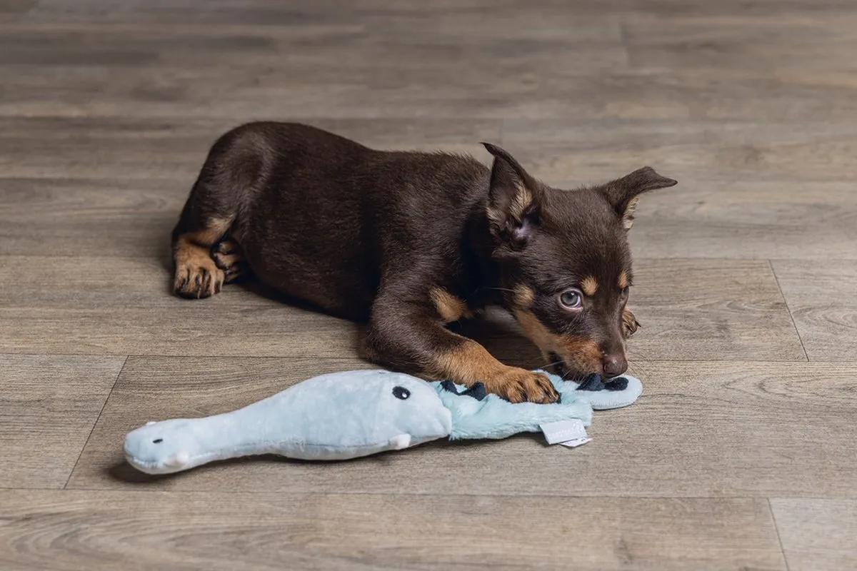 Beeztees Puppy Flatino Krokodil Pluche Speelgoed - Groen