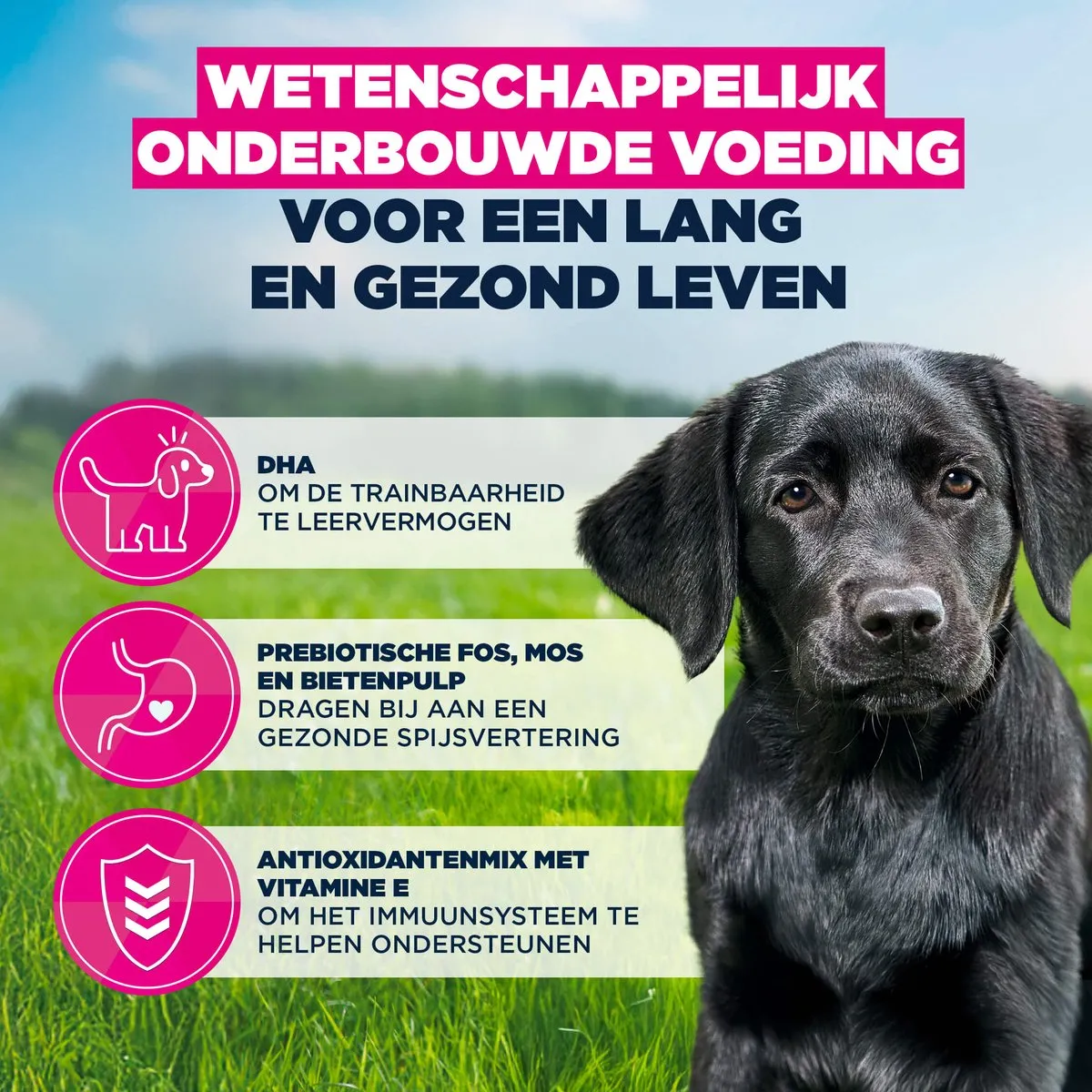 Eukanuba Puppy Large Breed Kip Hondenbrokken 12kg