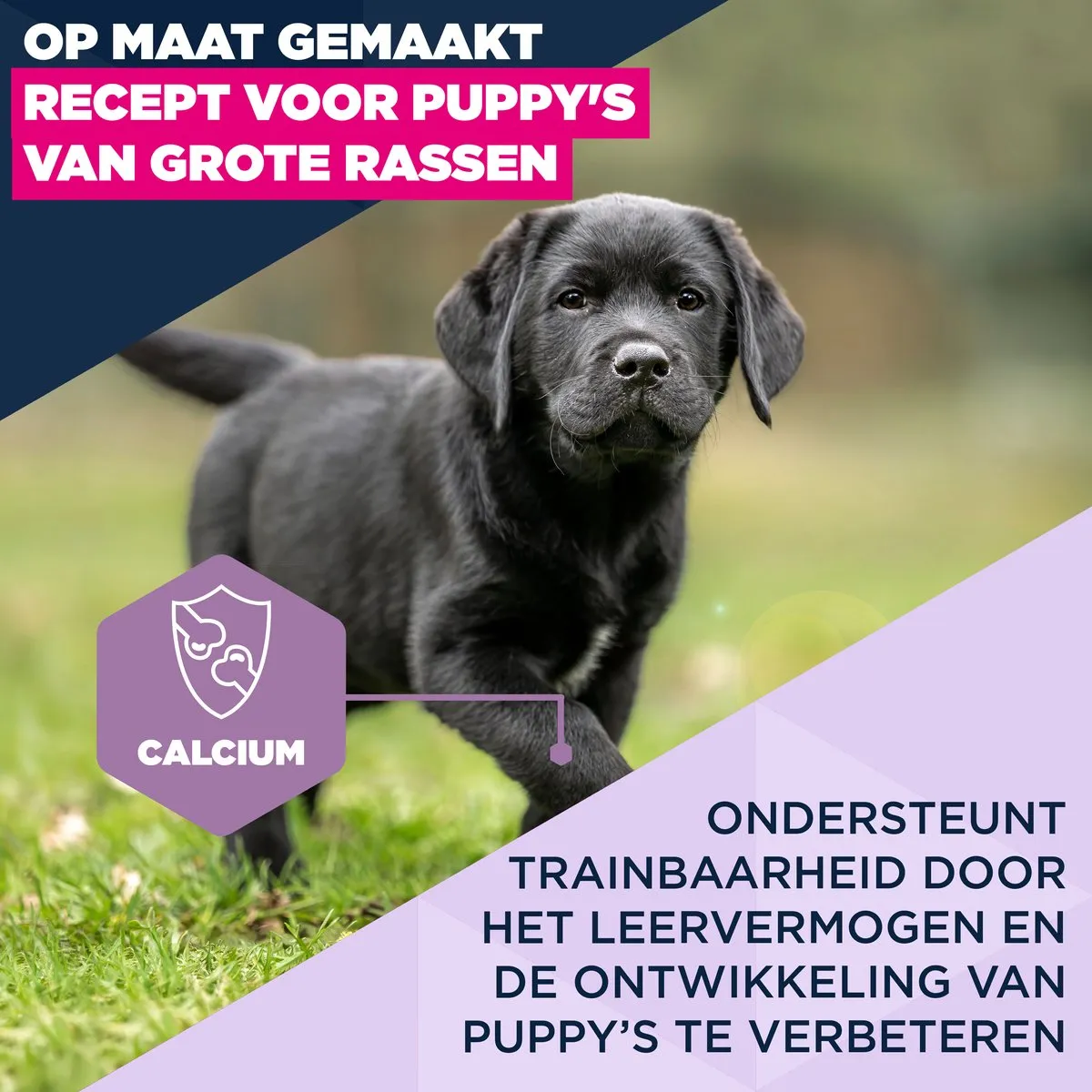 Eukanuba Puppy Large Breed Kip Hondenbrokken 12kg