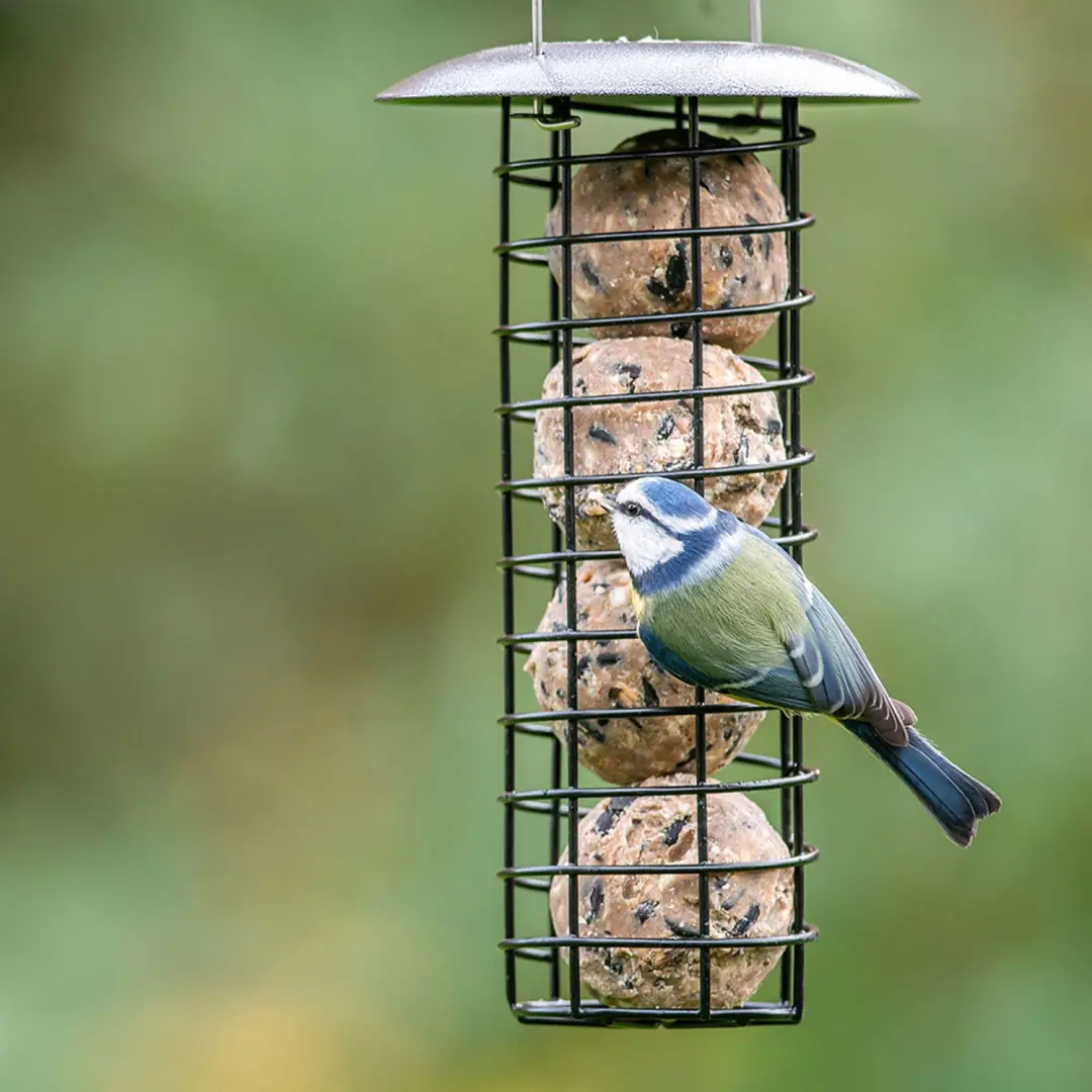 Vogelbescherming Nederland Ultimate Vetbollen - 30 stuks - afbeelding 5 van 6