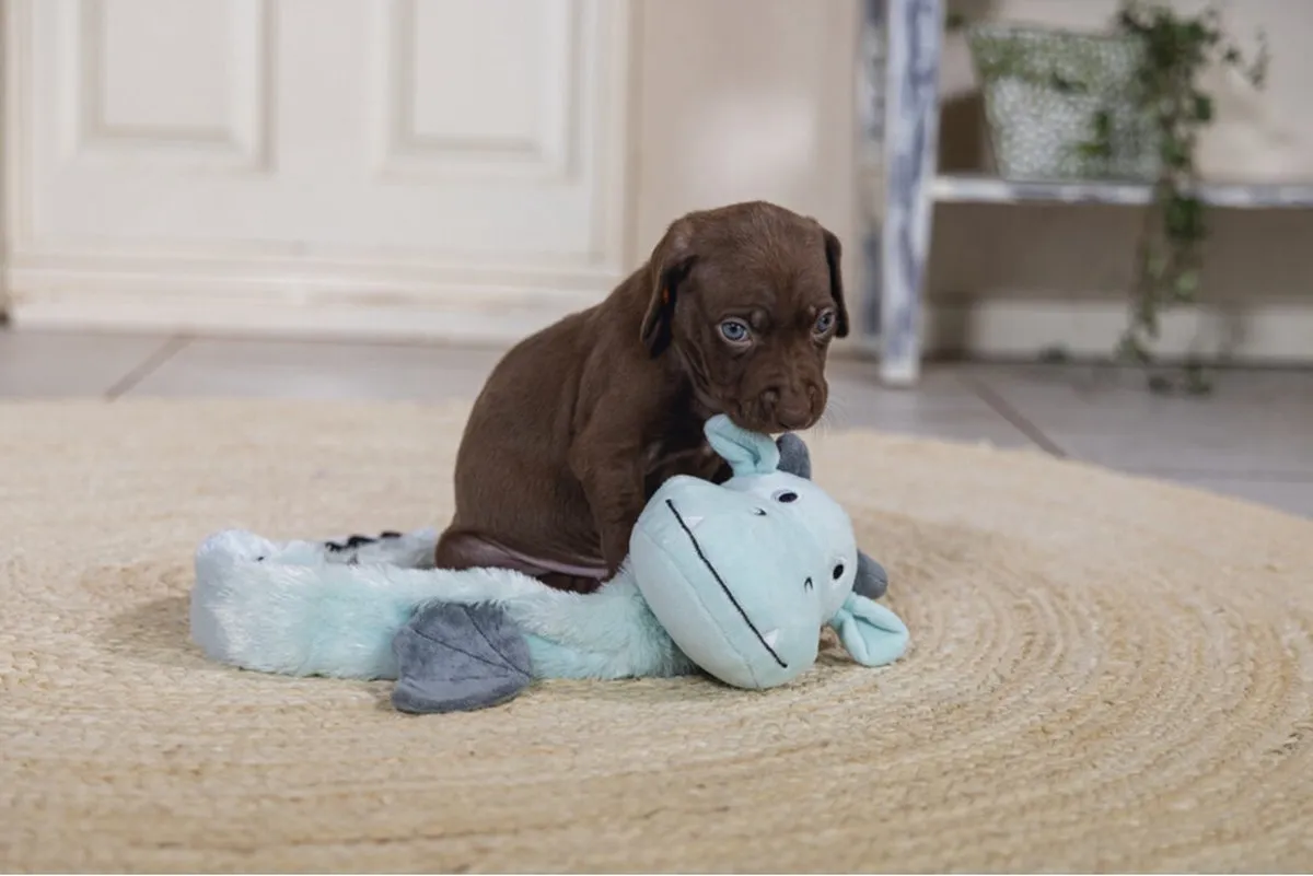 Beeztees Puppy Flatino Draak Yi Hondenspeelgoed - Groen
