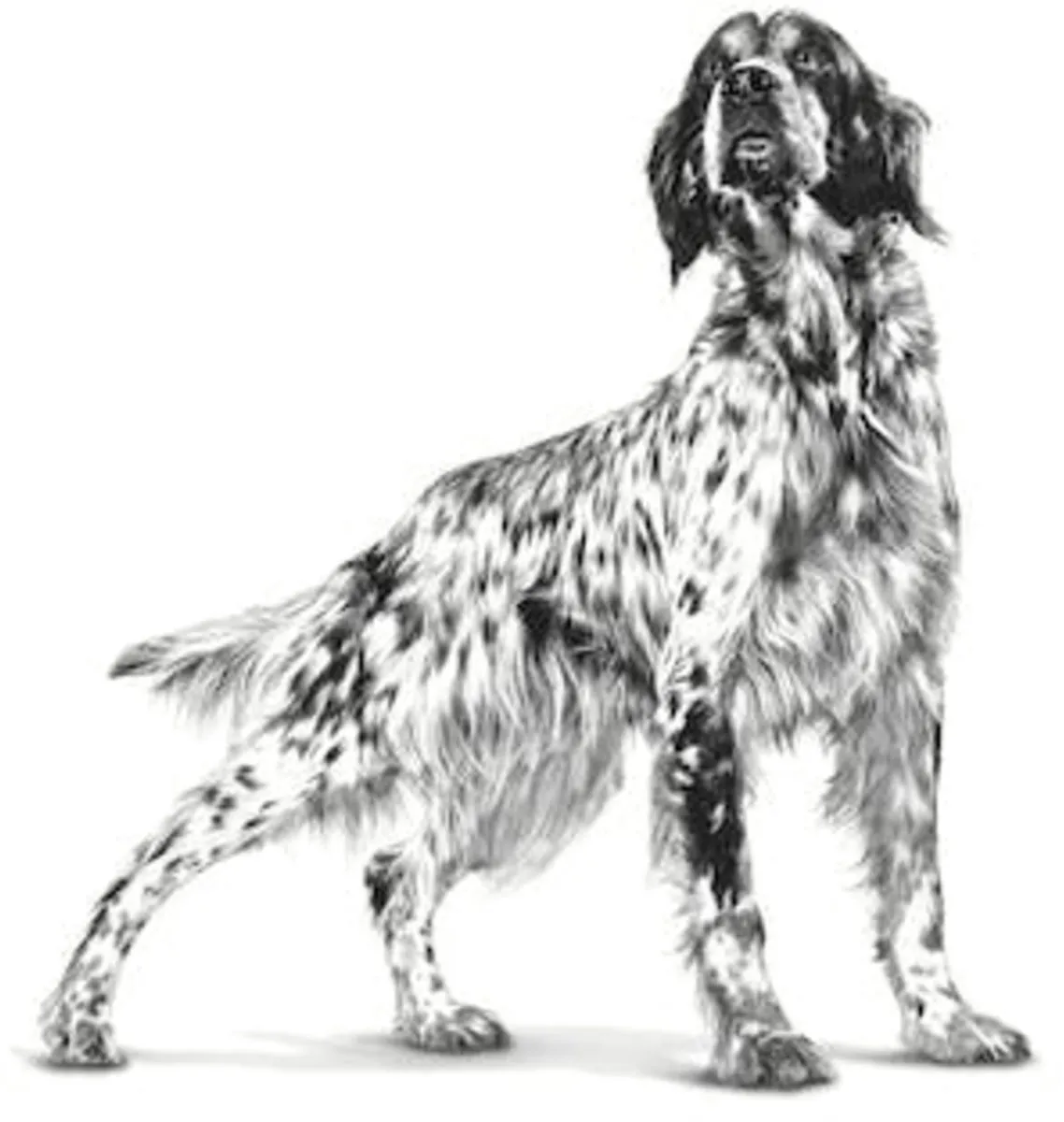 Royal Canin Anallergenic Hondenvoer 3kg