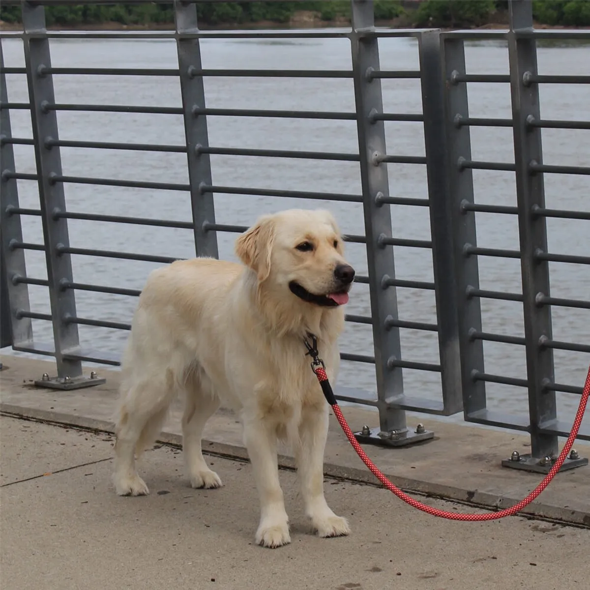 KONG Rope Leash - One Size - Zwart