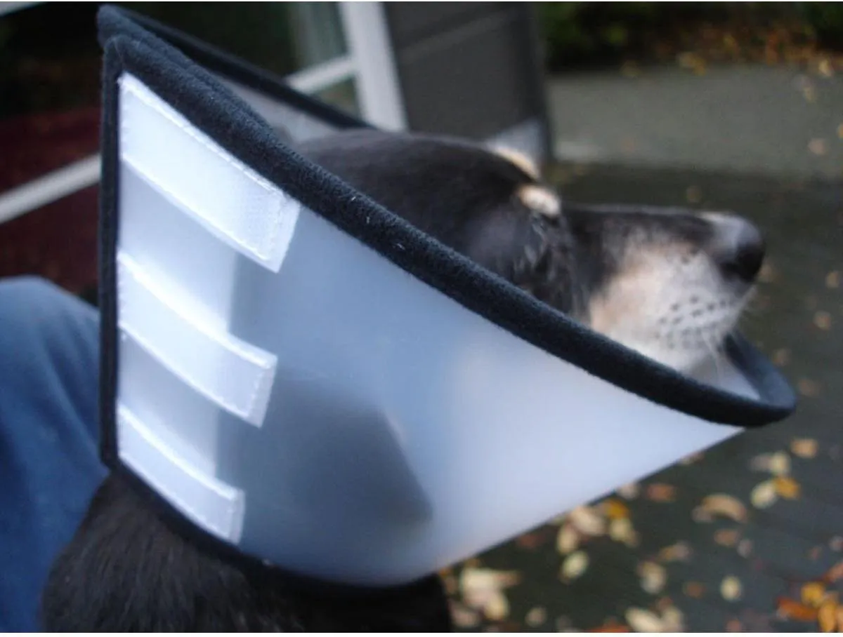 Flamingo - Honden beschermkraag Capo - Transparant - L - 31 x 15 x 0.1 cm