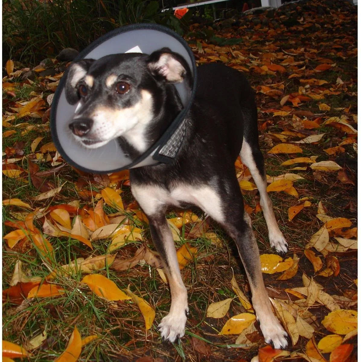 Flamingo - Honden beschermkraag Capo - Transparant - L - 31 x 15 x 0.1 cm