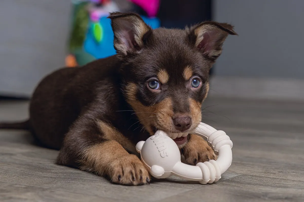 Beeztees Sumo Mini Team Puppy Roze Kauwspeelgoed - afbeelding 2 van 4