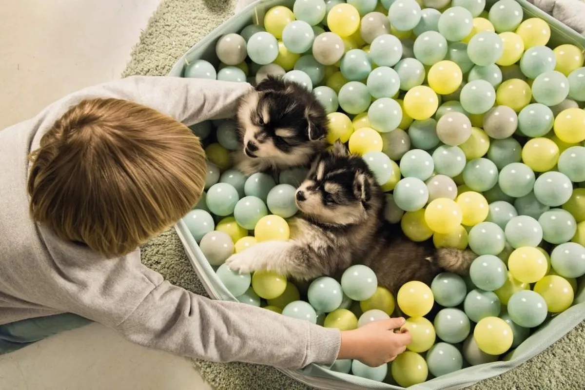 Beeztees Puppy Funchie Ballenbad - 80x80x20cm - Grijs