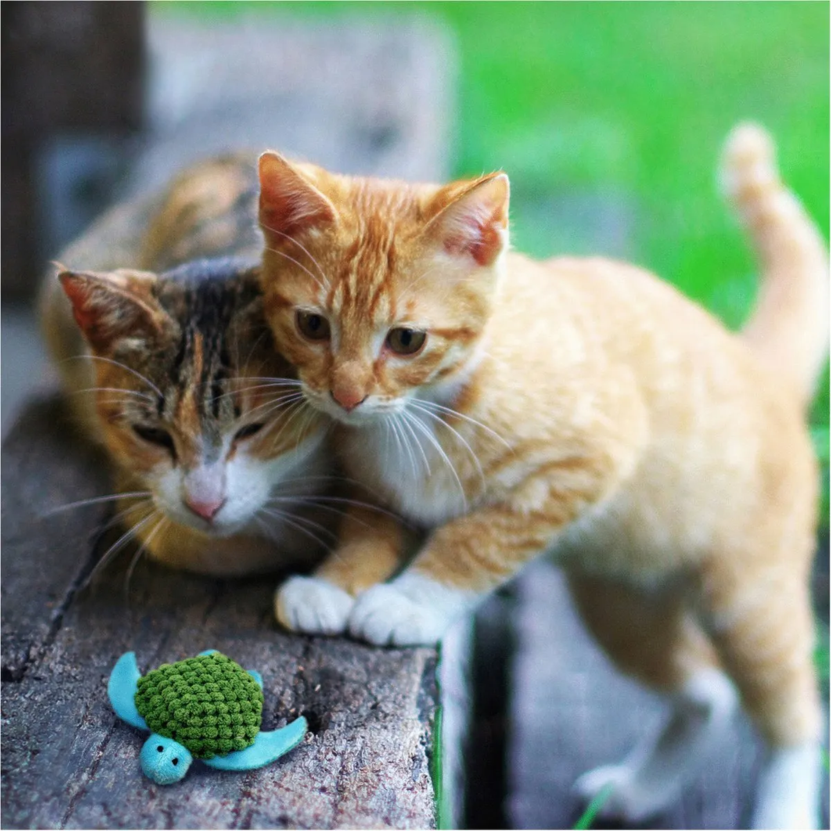 KONG Kat Catnip Turtle - 16.5cm x 9.5cm x 4cm - Groen/Blauw