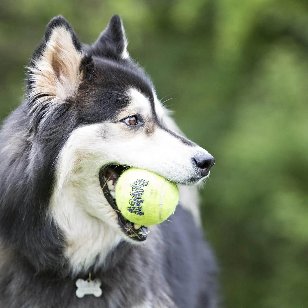 KONG Air Squeaker Tennisbal - 3 Stuks