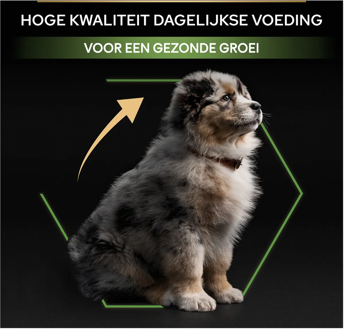 Pro Plan Medium Puppy Kip 12kg