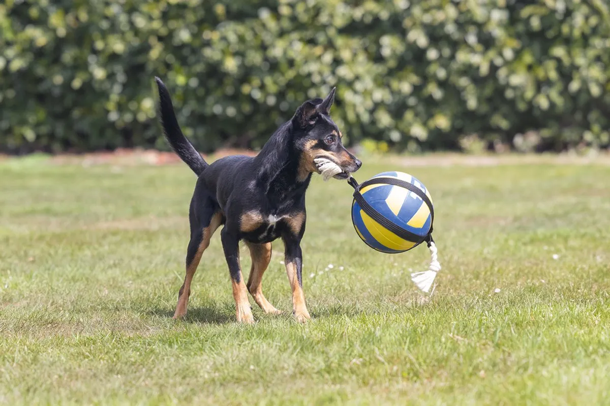 Beeztees Action Volleybal Hondenspeelgoed - Blauw/Geel