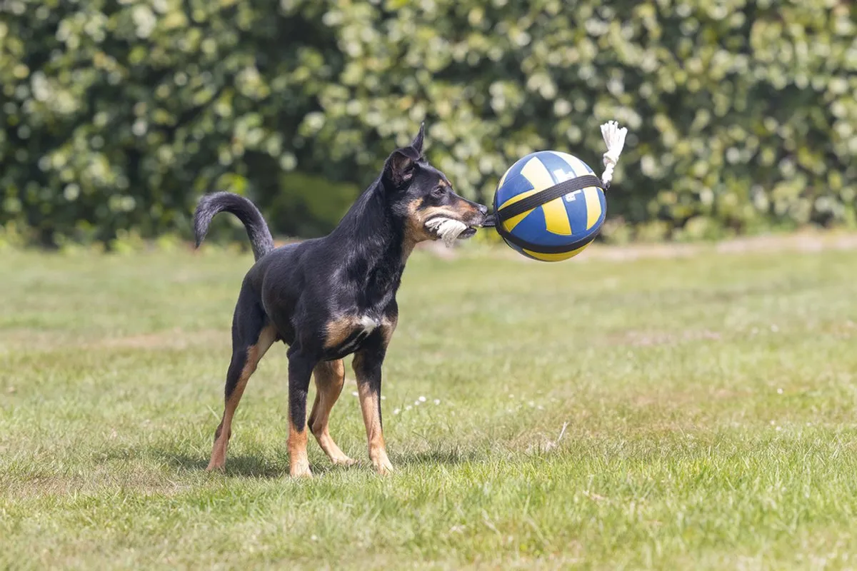 Beeztees Action Volleybal Hondenspeelgoed - Blauw/Geel
