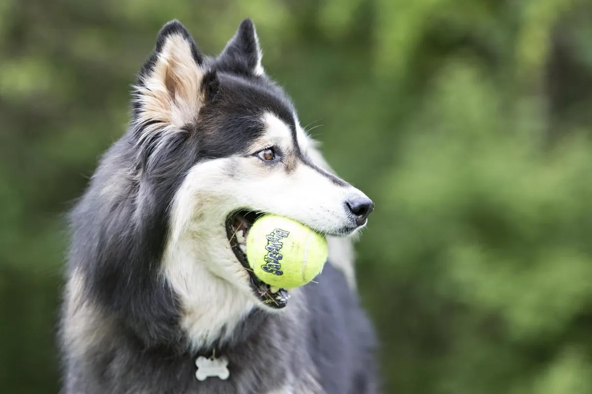 KONG Air Squeaker Tennisbal - 3 Stuks