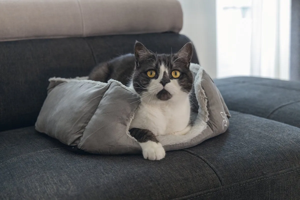 Beeztees Baboo Kattenmand - 48x37x18cm - Grijs