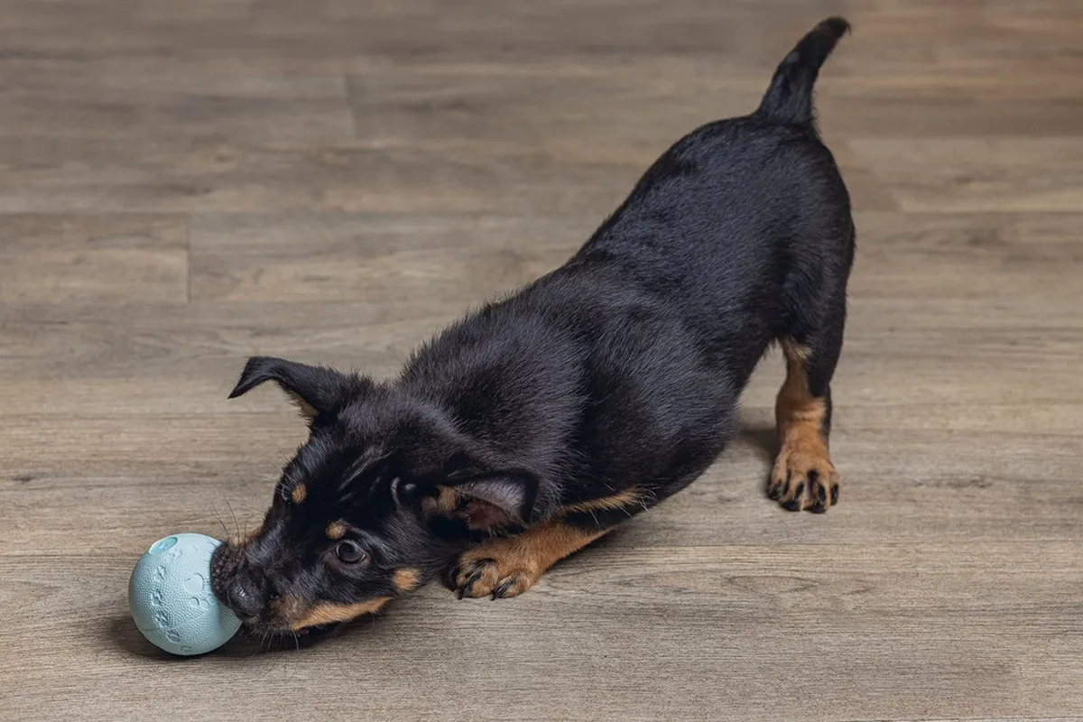 Beeztees Puppy Play Bal - Mint - 6 cm