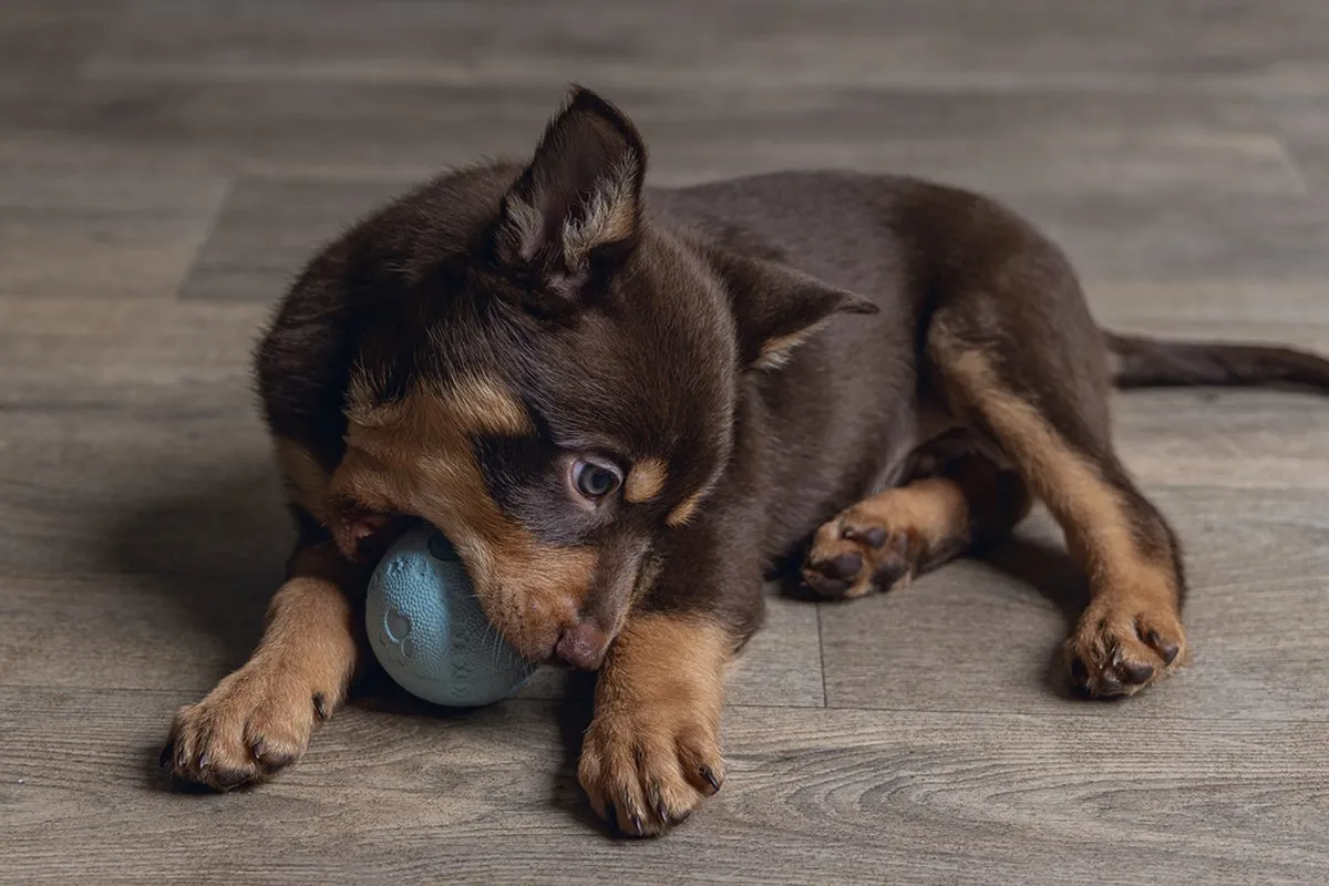 Beeztees Puppy Play Bal - Mint - 6 cm