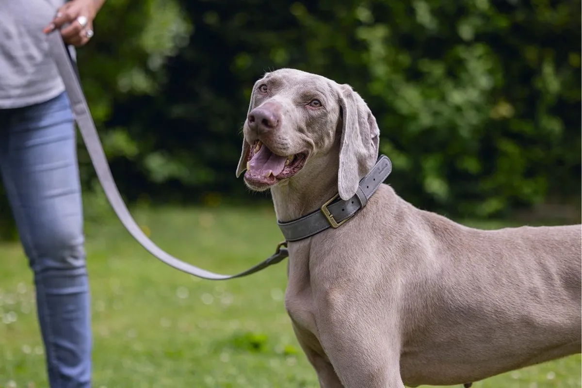 Beeztees Balacron Ax Halsband Hond Grijs - 52-62cm x 30mm