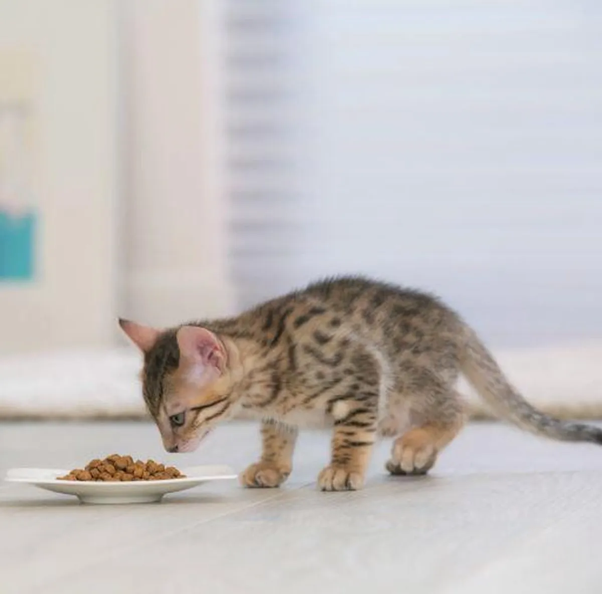 Pro Plan Optistart Original Kitten Kattenvoer - 3 kg