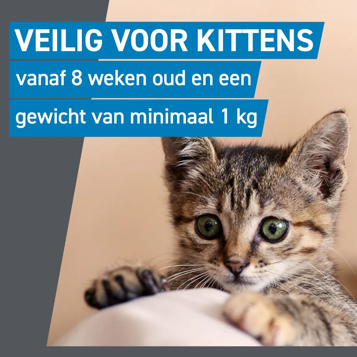 Frontline Spot On Kat - 2 x 6 pipetten - Vlooiendruppels Kat