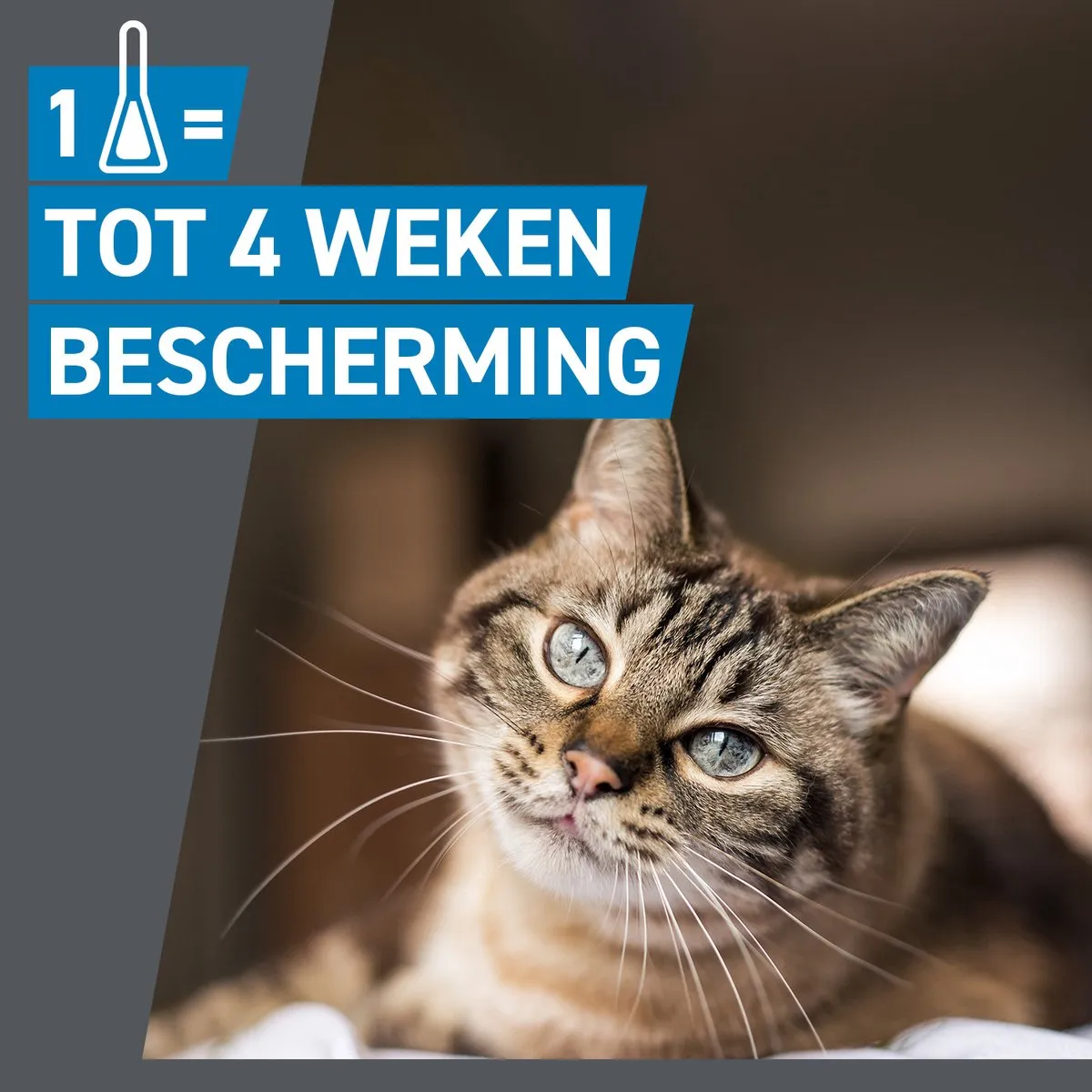 Frontline Spot On Kat - 2 x 6 pipetten - Vlooiendruppels Kat