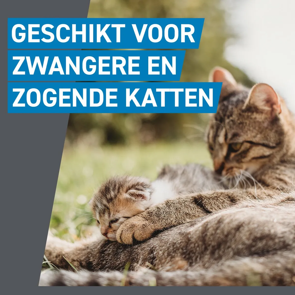 Frontline Spot On Kat - 2 x 6 pipetten - Vlooiendruppels Kat