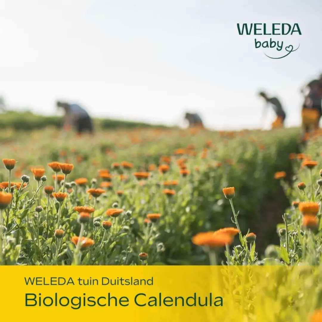 Weleda Baby Calendula Babypoeder 2x 20g - afbeelding 4 van 5