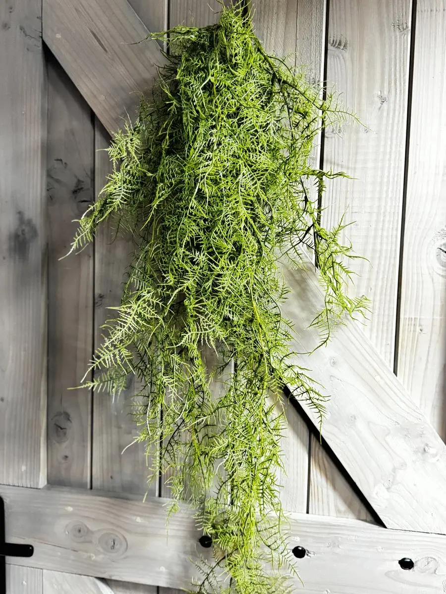 Monilophyta groen