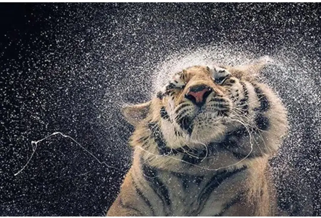 Wet Tiger
