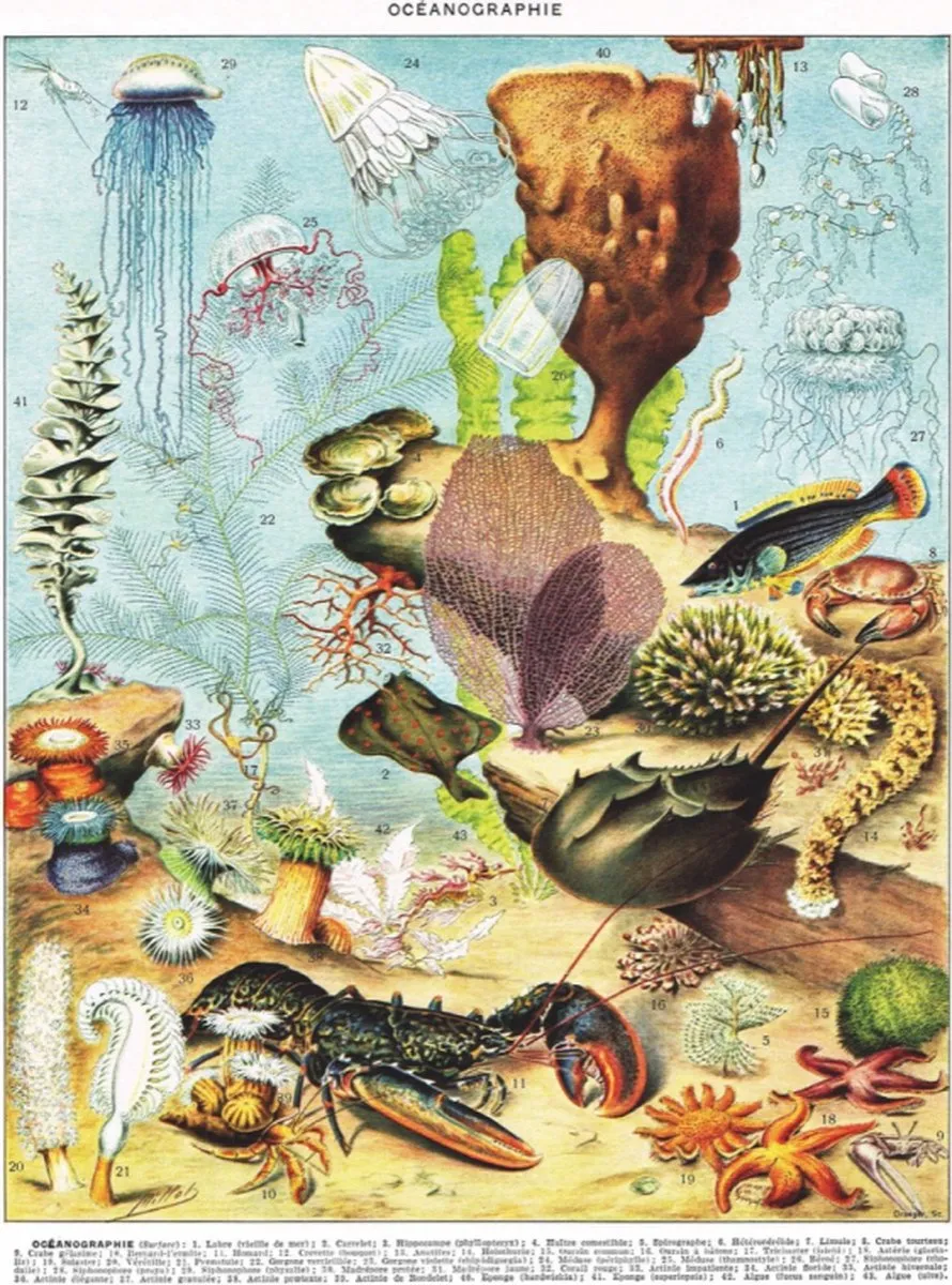 The New York Puzzle Company Vintage Images Océanographie Puzzel 1000 Stuks - NPZPD1975 - Multicolor
