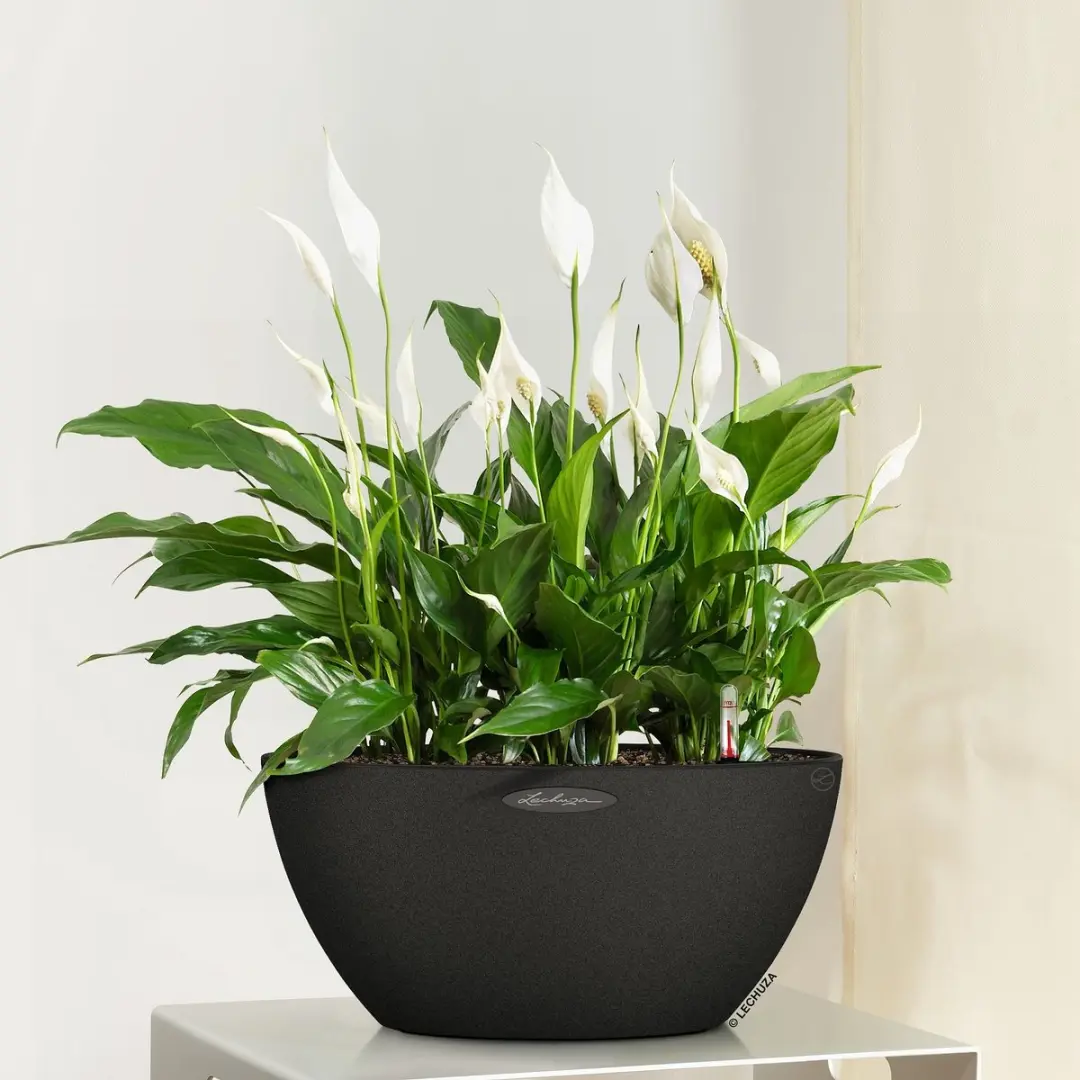 Lechuza Cubeto Stone 40 Plantenbak - 11,5l - Grafietzwart - afbeelding 2 van 6