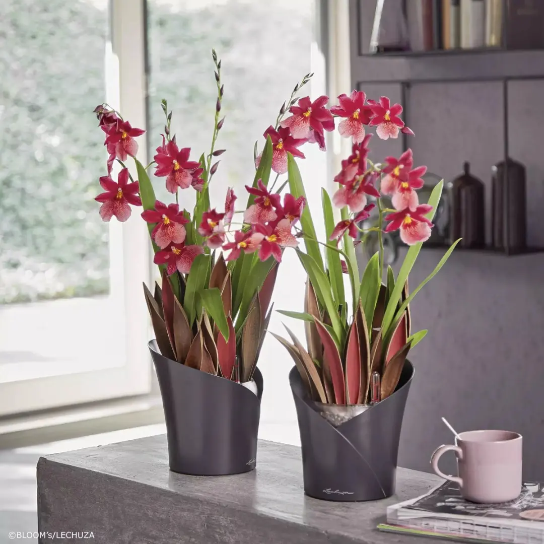Lechuza Orchidea Plantenbak 18cm - Taupe - afbeelding 5 van 6