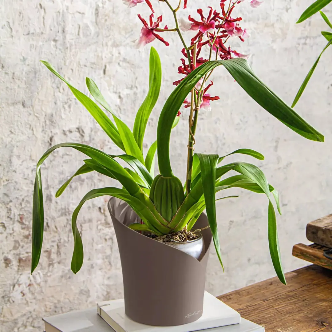 Lechuza Orchidea Plantenbak 18cm - Taupe - afbeelding 6 van 6