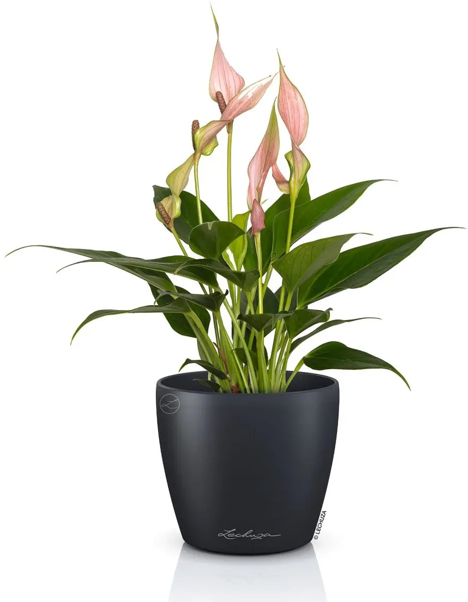 Lechuza Classico Color Deco 10 Bloempot - Leigrijs - afbeelding 2 van 2
