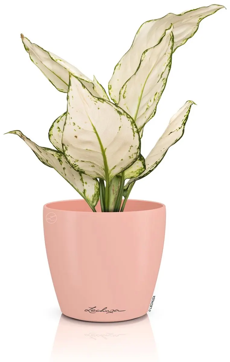 Lechuza CLASSICO Color DECO 12 Overpot - Magnolia Ø13cm - afbeelding 2 van 2