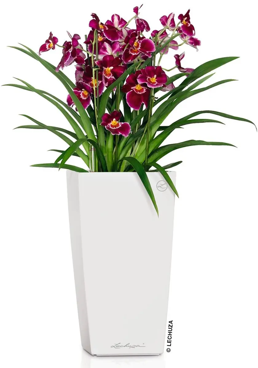 Lechuza Cubico Premium 22 Plantenbak - 6 l - Wit Hoogglans - afbeelding 2 van 6