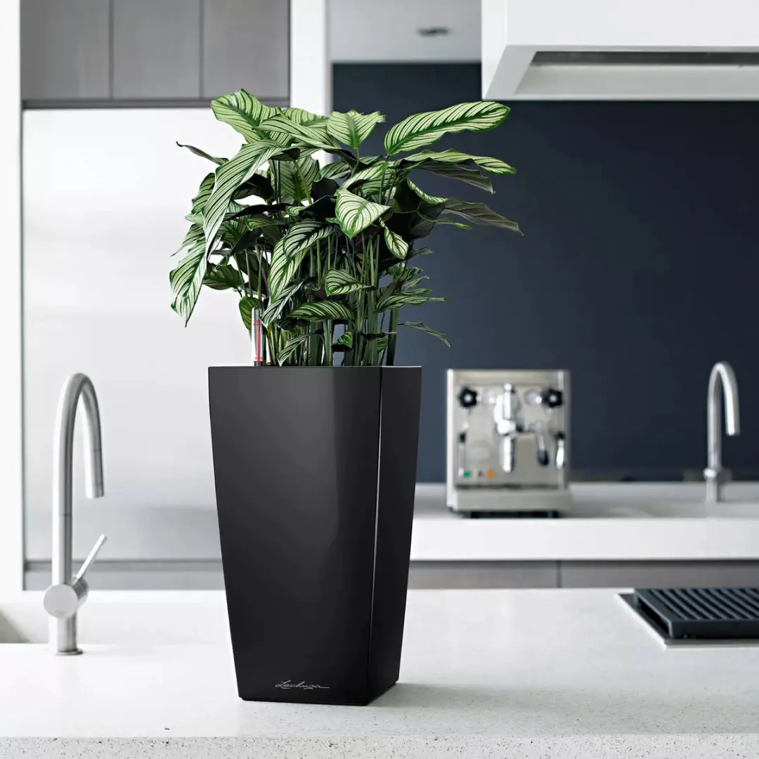 Lechuza Cubico Premium 22 Plantenbak - 6 l - Zwart - afbeelding 6 van 6