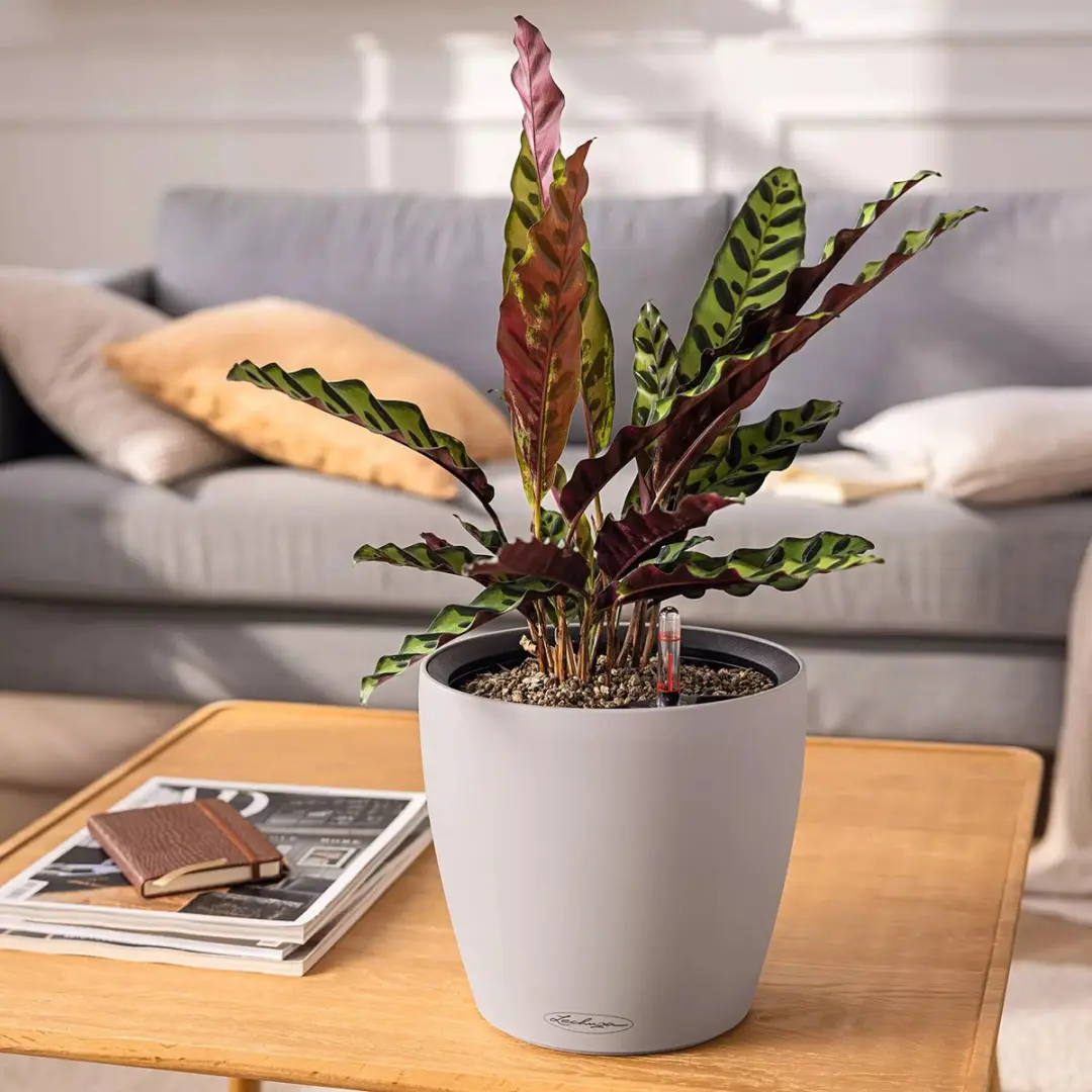 Lechuza Classico Color LS 35 Plantenbak - 17L - Zandbruin - afbeelding 6 van 6