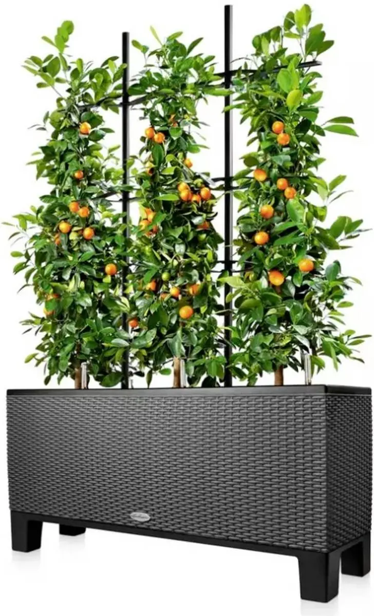 LECHUZA Trio Cottage 30 Klimrooster - Zwart - afbeelding 4 van 6